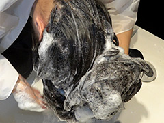 spj-0014【本編フル視聴】 黒髪スーパーロングヘアOL 男性上司と退勤後の密会シャンプー